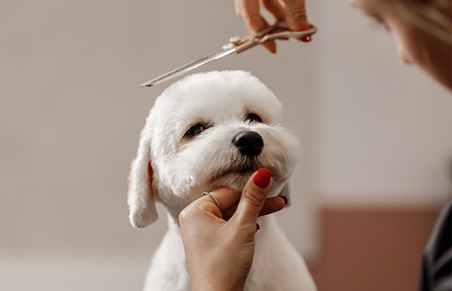 251111_webmajor_petscape_pet_3