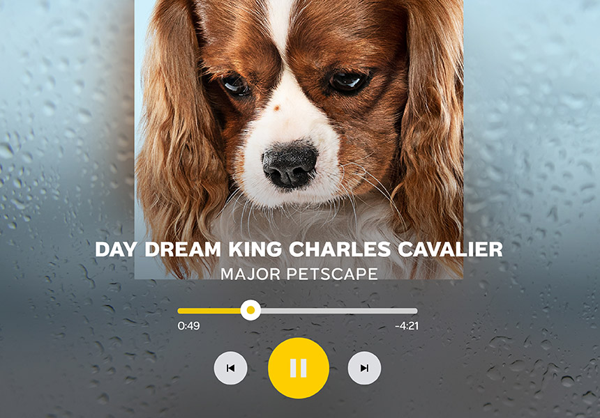 02_pet_playlist_aw-04