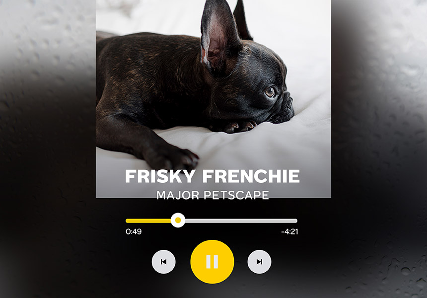 02_pet_playlist_aw-05