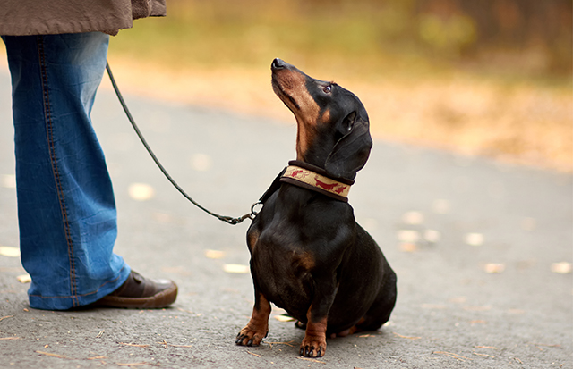 pettraining