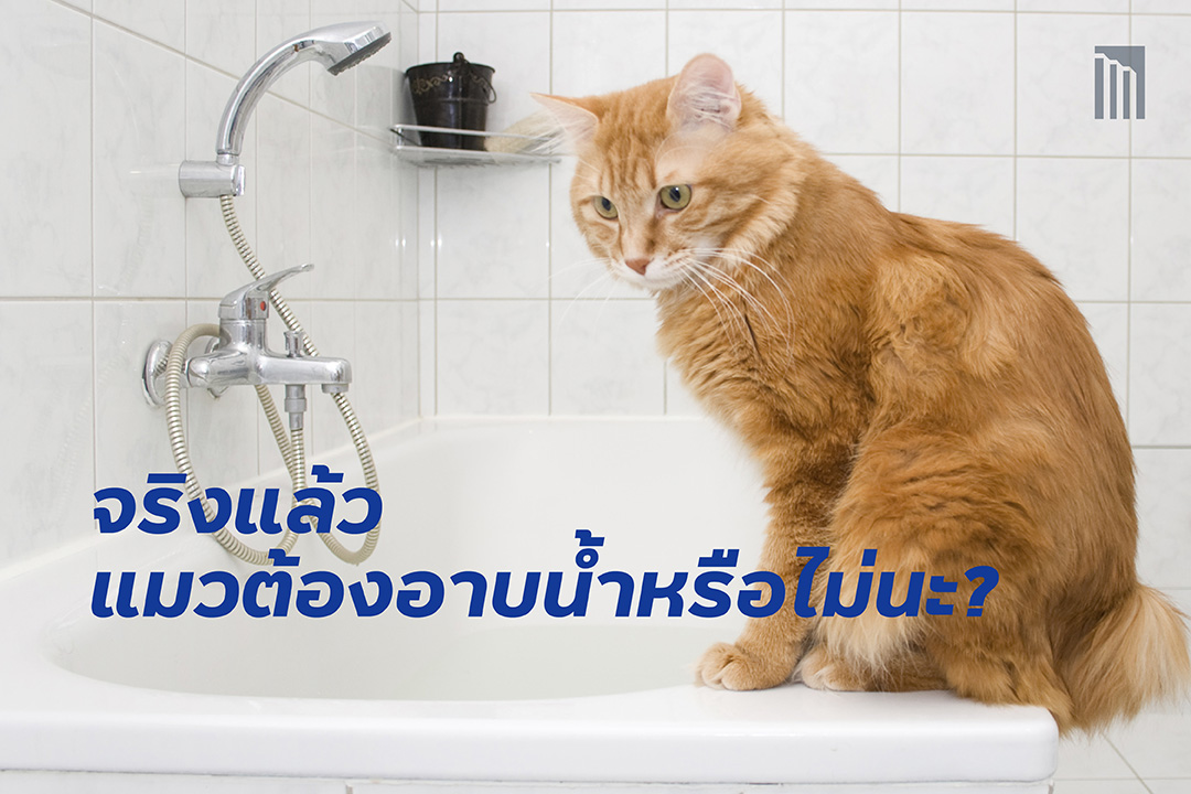 210427-จริงแล้ว-แมวต้องอาบน้ำหรือไม่นะ_FB-Cover-1.1.jpg