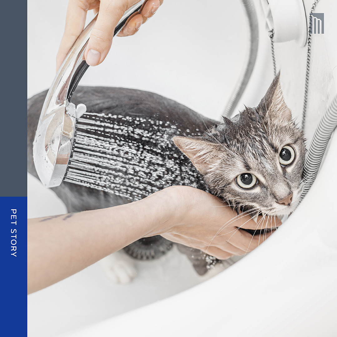 210427-จริงแล้ว-แมวต้องอาบน้ำหรือไม่นะ_FB-Inside-1.2.jpg