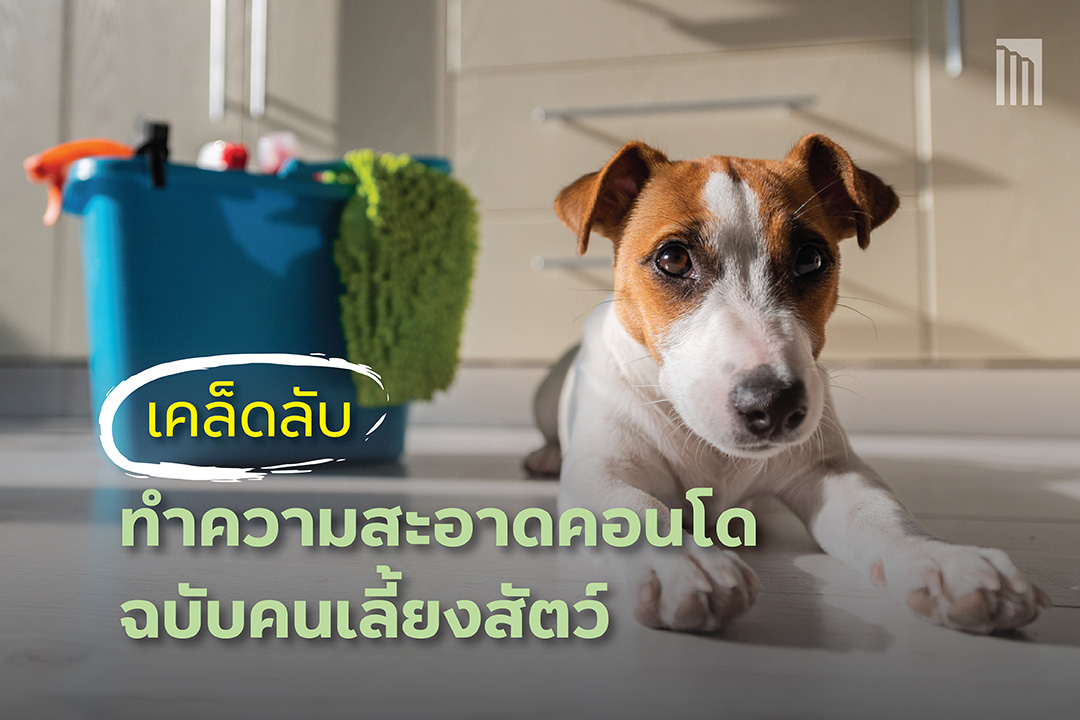 211011-เคล็ดลับทำความสะอาดคอนโด_Cover.jpg