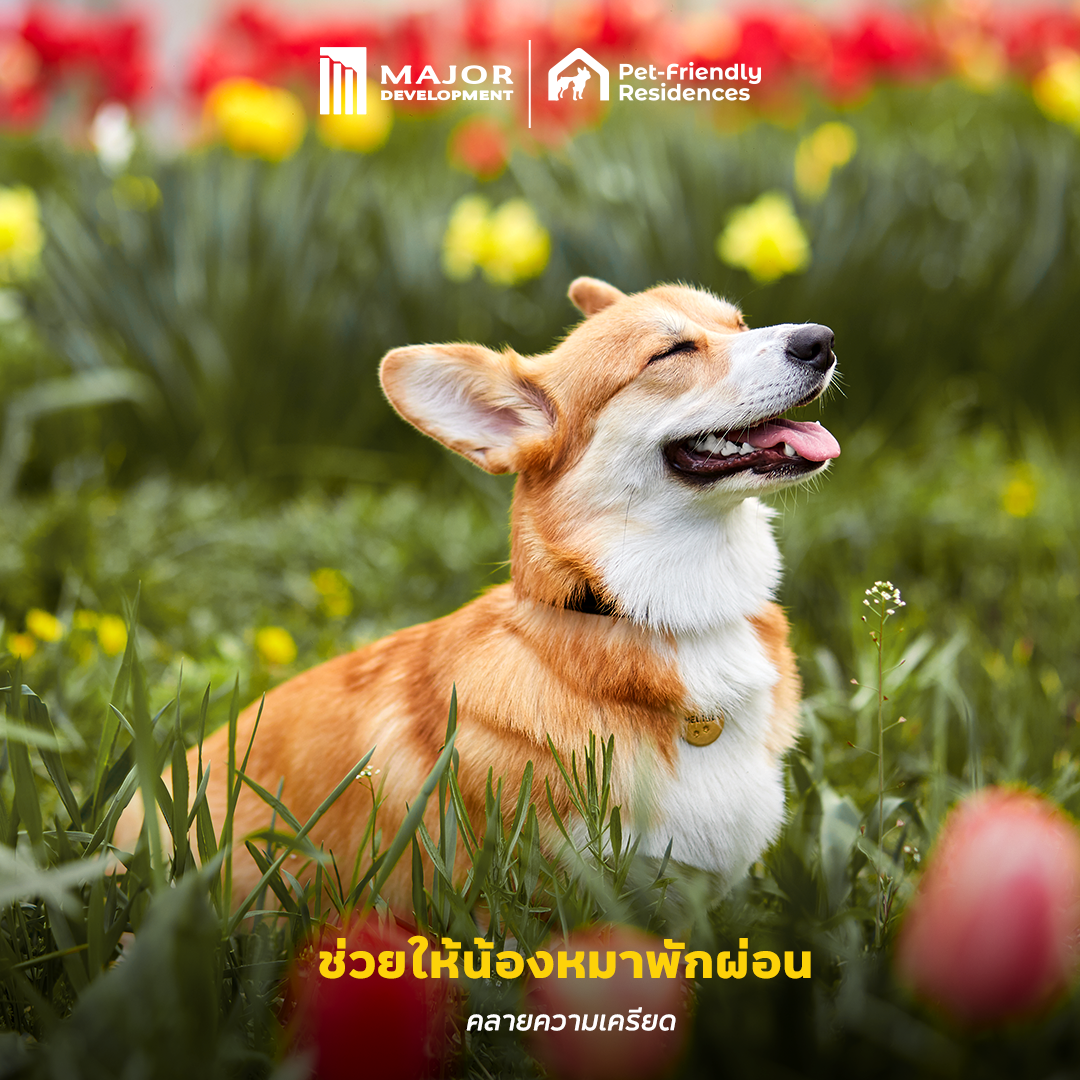 221124_Content_DogDay_FB01.png