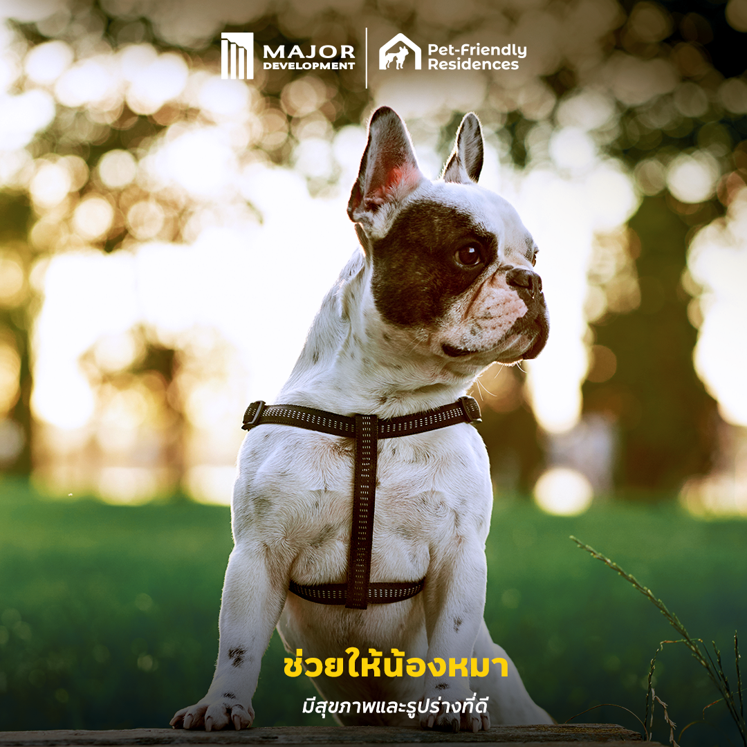 221124_Content_DogDay_FB05.png