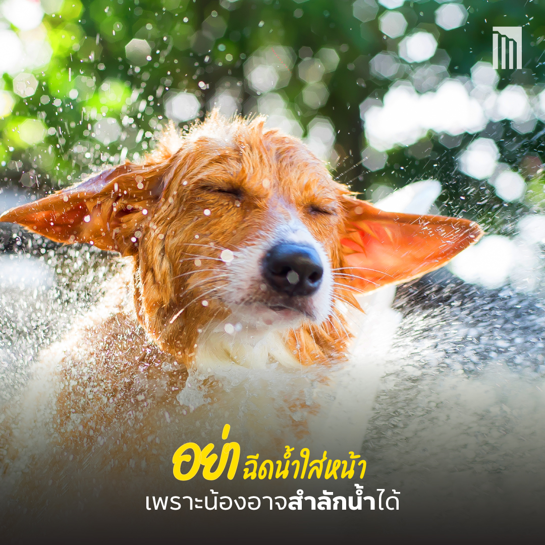 230403_สงกรานต์-5-สิ่งที่ไม่ควรทำกับสัตว์เลี้ยง_P2.jpg