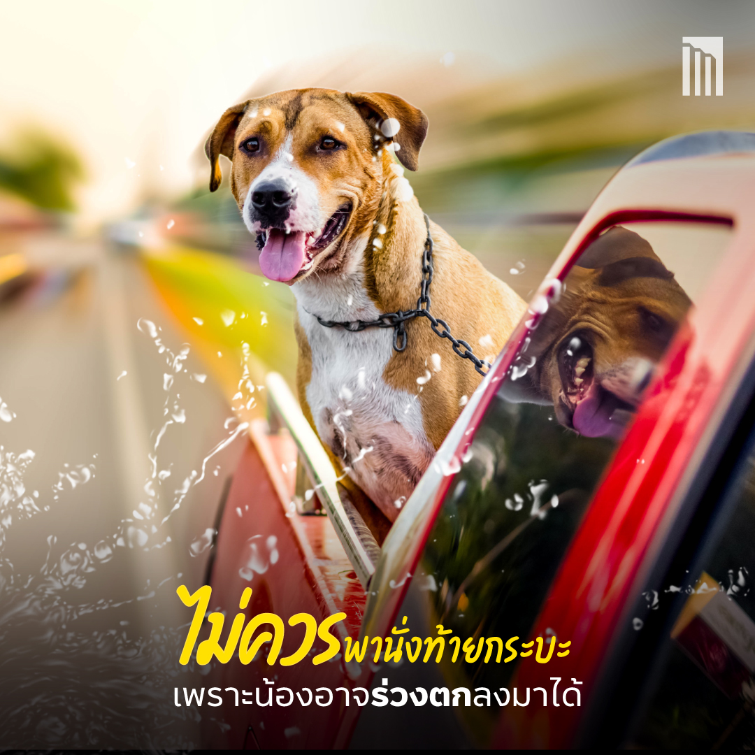 230403_สงกรานต์-5-สิ่งที่ไม่ควรทำกับสัตว์เลี้ยง_P3.jpg