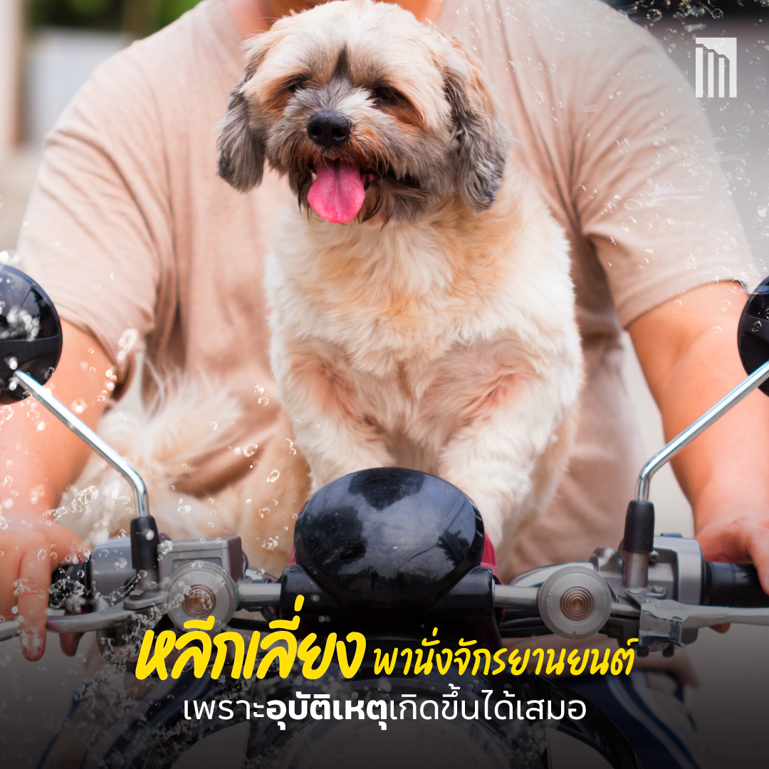 230403_สงกรานต์-5-สิ่งที่ไม่ควรทำกับสัตว์เลี้ยง_P5.jpg