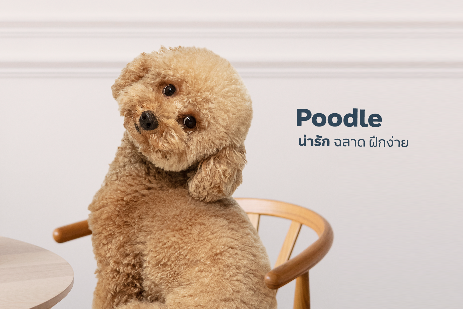 230821_Content_5-Breeds-Hypoallergenic-dogs-_03.png