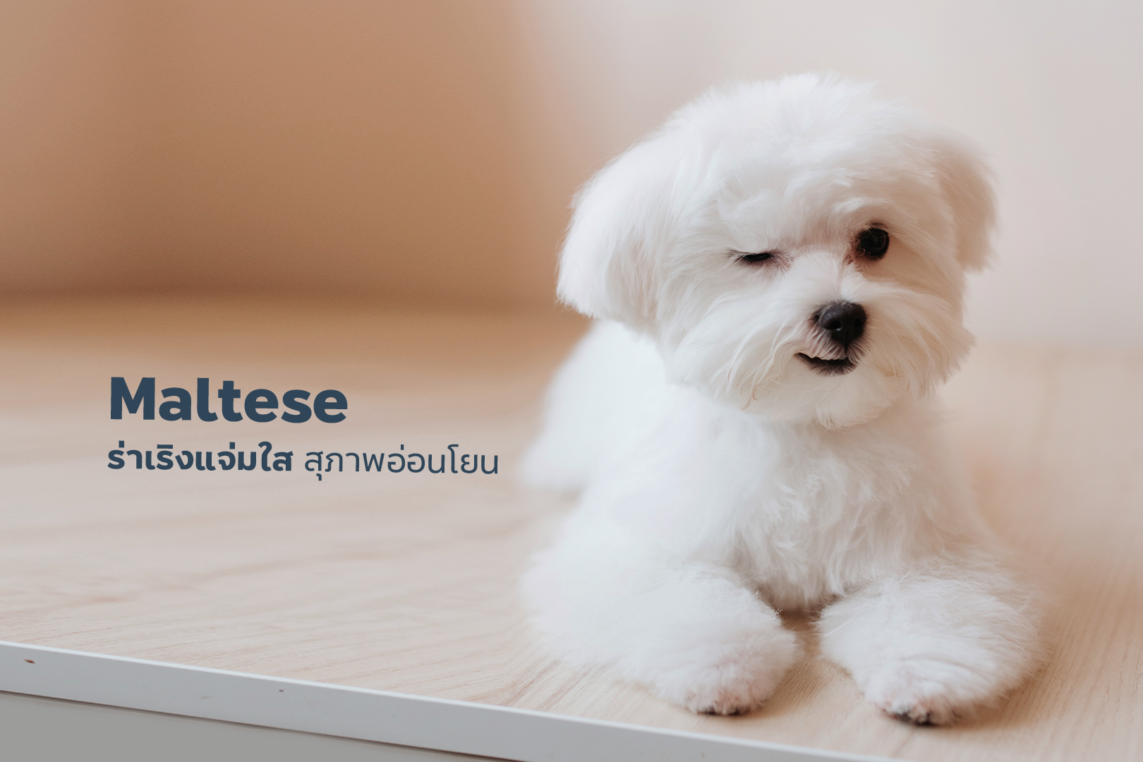 230821_Content_5-Breeds-Hypoallergenic-dogs-_04.png