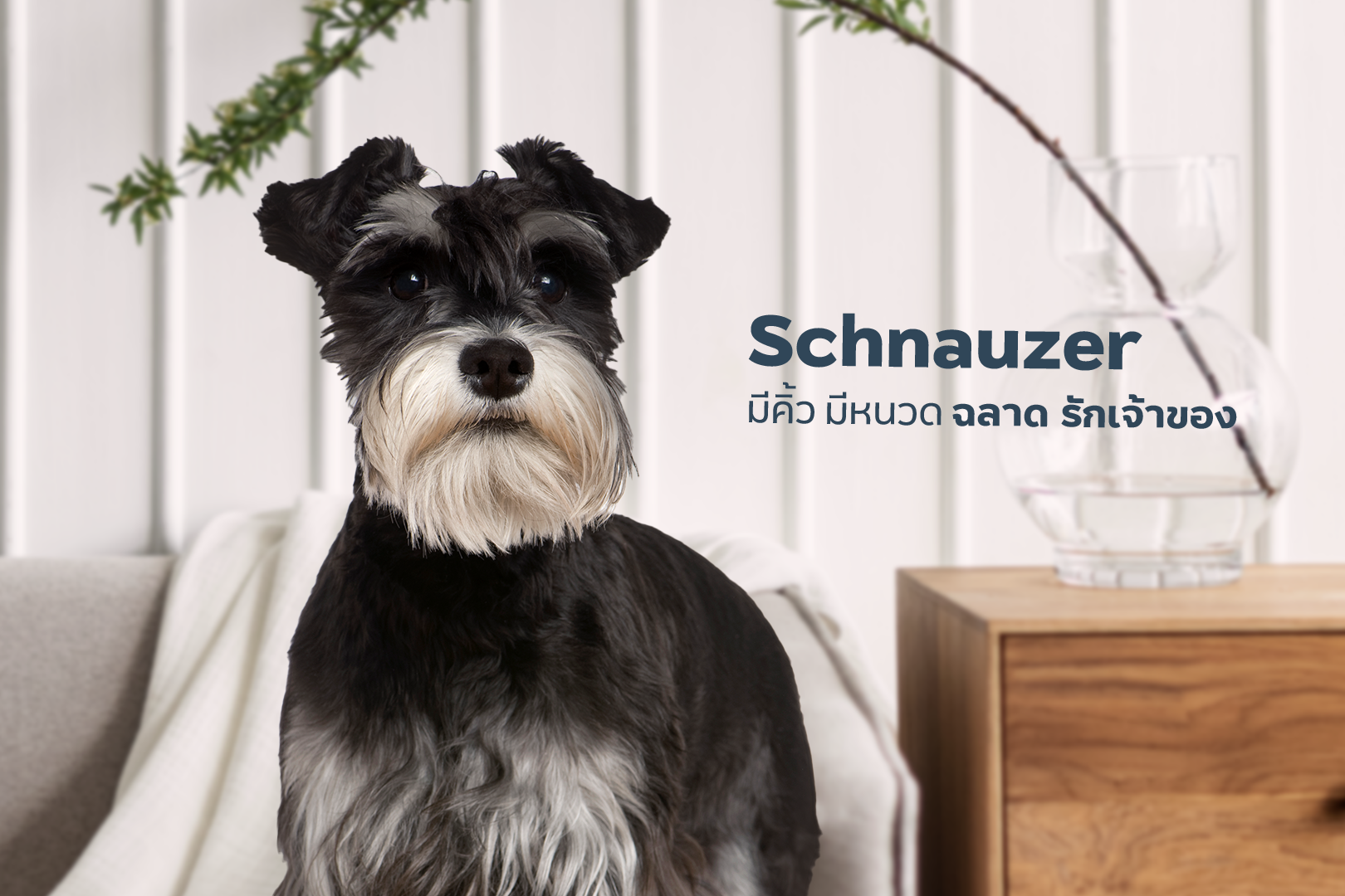230821_Content_5-Breeds-Hypoallergenic-dogs-_05.png