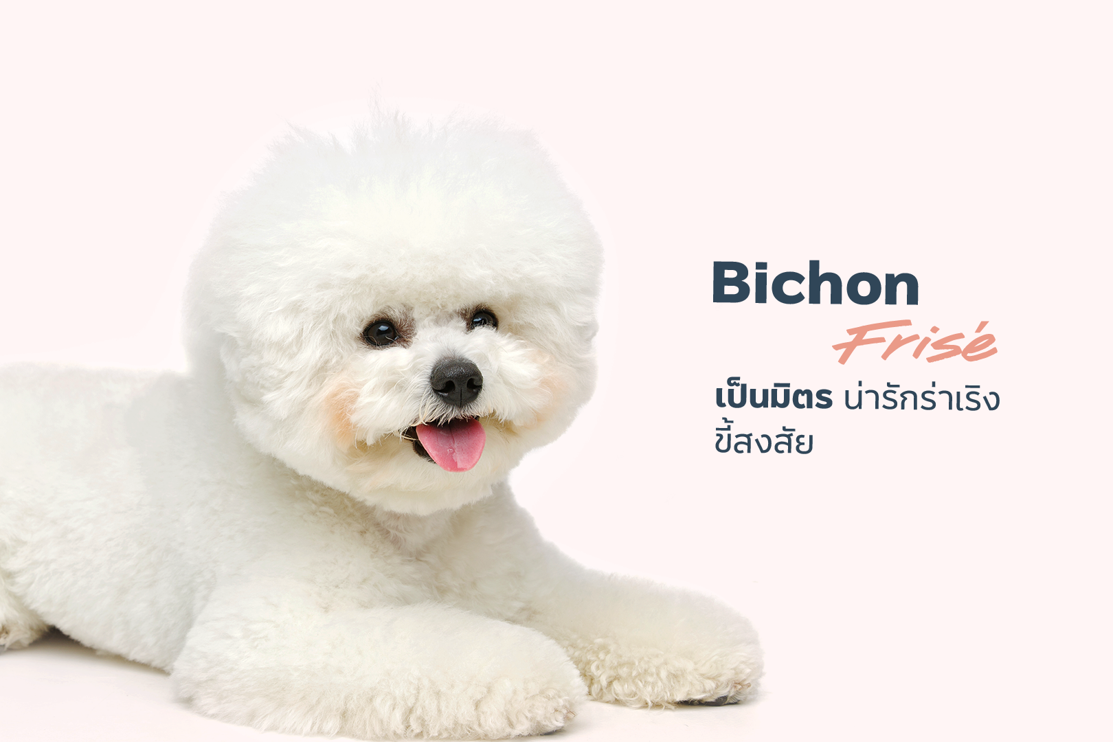 230821_Content_5-Breeds-Hypoallergenic-dogs-_06.png