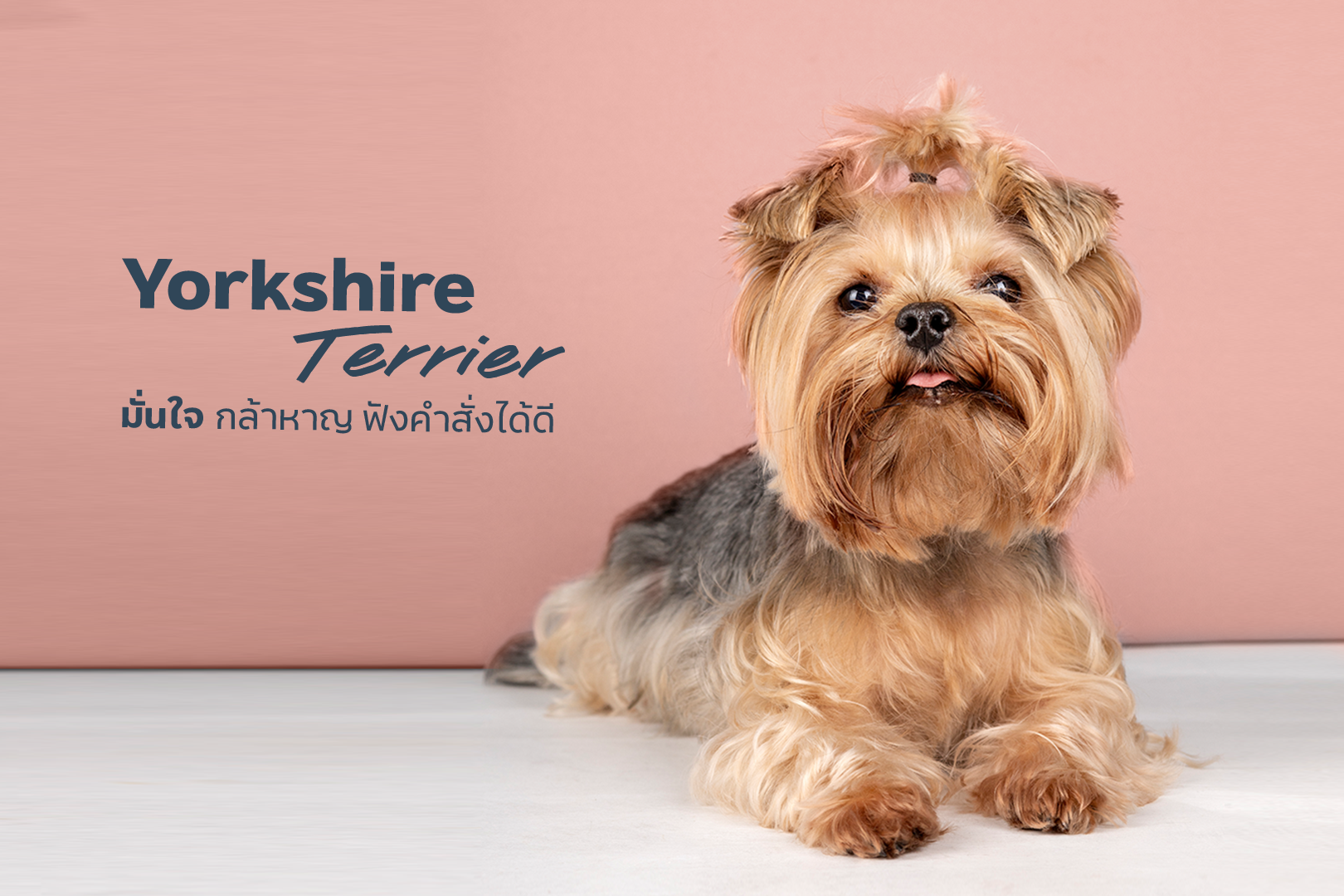 230821_Content_5-Breeds-Hypoallergenic-dogs-_07.png